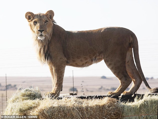 They had been passed from owner to owner but were confiscated by Israel's Nature and Parks Authority in a crackdown on wildlife trafficking and were put in a local zoo