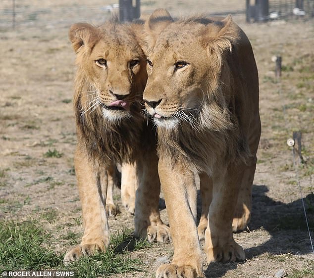 Ben-Tzur (L) and Ori (R), who were ripped from their mother shortly after birth and passed around owners as trophy pets.