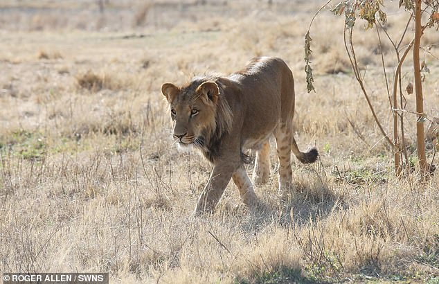 Tim and Jan flew with the lions keeping them hydrated with water fed through a hose and funnel and feeding strips of beef with barbecue tongs