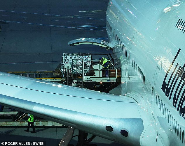 Pictured: The lions being loaded in Frankfurt