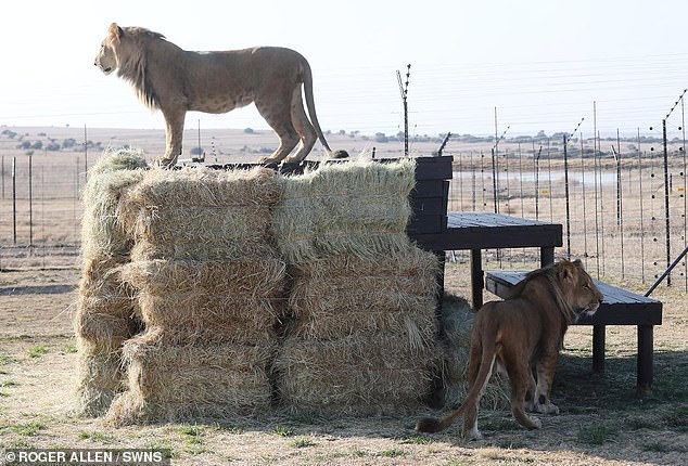 'They visibly changed the moment they arrived at our sanctuary and after a first night sleeping on a nest of hay, they walked out of their house and mapped the layout of their territory, and continue to grow in confidence,' says Tim