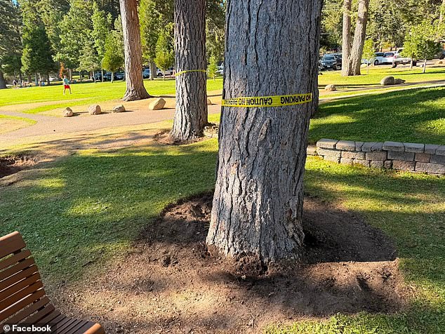 Wealthy Lake Tahoe community up in arms over tree poisoner who keeps killing majestic lakeside pines