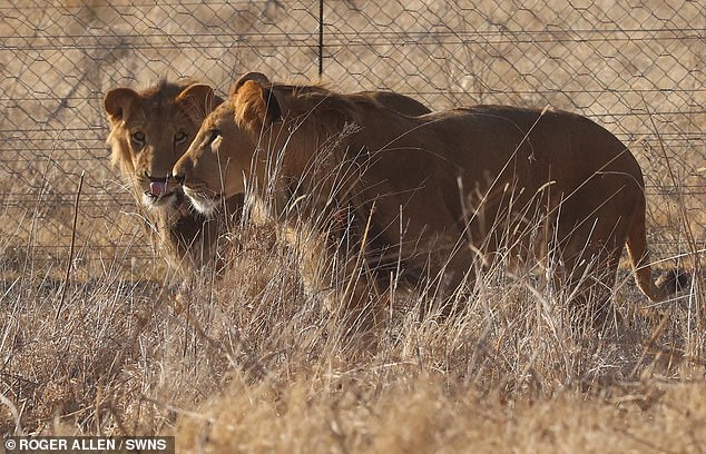 They were found one tied to a tree in a yard and the other in a basement in Israel. Just when their luck seemed to be changing, they were stranded because of the Middle East conflict