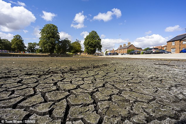 A much-loved 300-year-old pond in Wiltshire has begun to dry up due to unprecedented temperatures