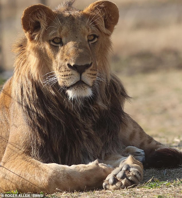 Ori enjoying the sunshine at the Adi Sanctuary