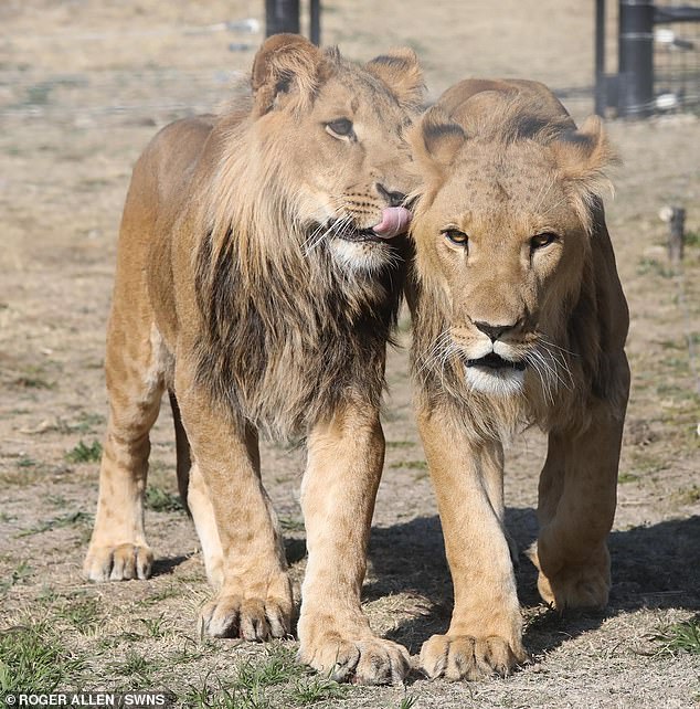 Two lions that were ripped from their mother at birth and passed around as trophy pets in a war zone have walked on grass for the first time - thanks to a British charity