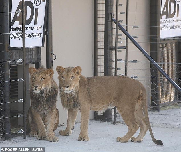 But, thanks to Animal Defenders International (ADI), their forever home will be the rolling grasslands of the charity's 455-acre sanctuary in South Africa where they can learn to roar with other lions and develop their animal instincts