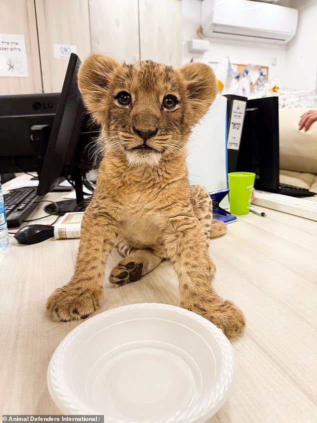 Pictured: Ori on the day of his rescue