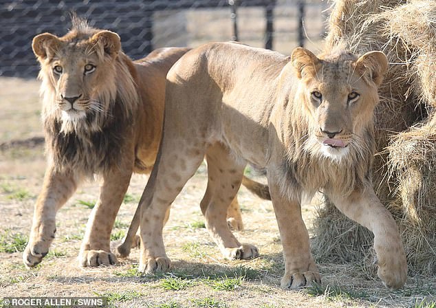 Ori and Ben Tzur walk together in Africa
