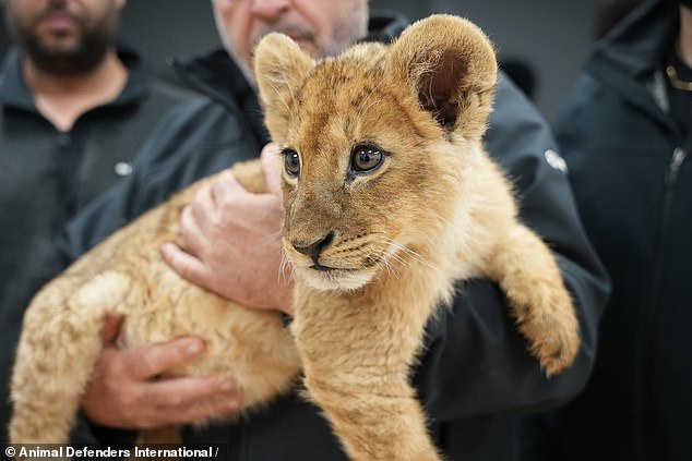 Pictured: Bentzur on the day of his rescue