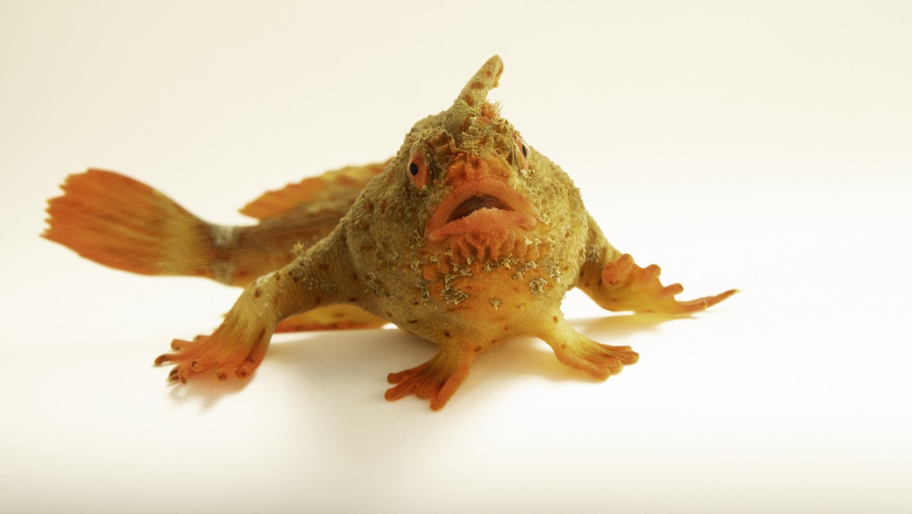 ‘Like a Moody Punk Rocker,’ the Red Handfish is National Geographic’s 18,000th Species Photographed