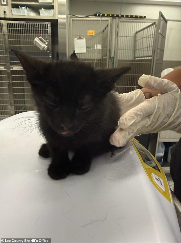 A statement given to police stated that Charette Jr 'repeatedly struck Luna in the face with an open hand' before allegedly striking the kitten's head with a glass bottle of nail polish