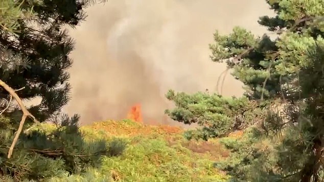 The fire spread across the 'tinderbox bracken' next to the motorway after a 30C day in Hampshire