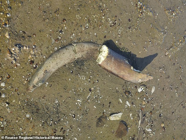 Remnants of the mammoth's tusks were found in the riverbed