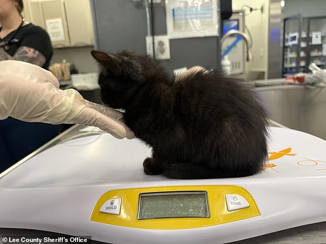A witness told police that they had previously seen Charette Jr 'place Luna inside a clothes dryer and activate the dryer on approximately three separate occasions'