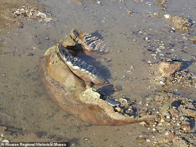 The secrets of the River Danube revealed by drought - from a woolly mammoth to Nazi motorbike - as Europe's heatwave continues