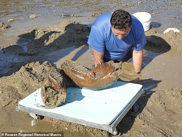 Scientists also found what is believed to be a mammoth's jaw