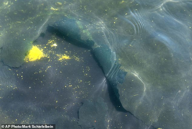 A peeling section of blue coating is seen in the Lincoln Memorial Reflecting Pool on June 20