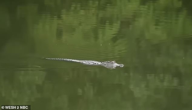 Woman's arm is severed off after alligator dragged her underwater in horror scenes while swimming with her family