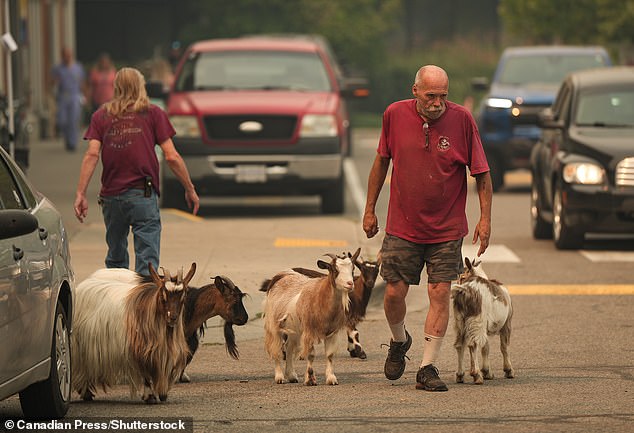 Greg Krauter, who was forced to evacuate his Summerland, BC, property with his seven goats due to the Bald Range wildfire