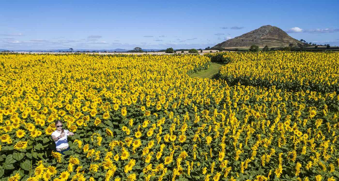 Beating the Heat With a Million Blooming Sunflowers in Breezy Scotland (LOOK)