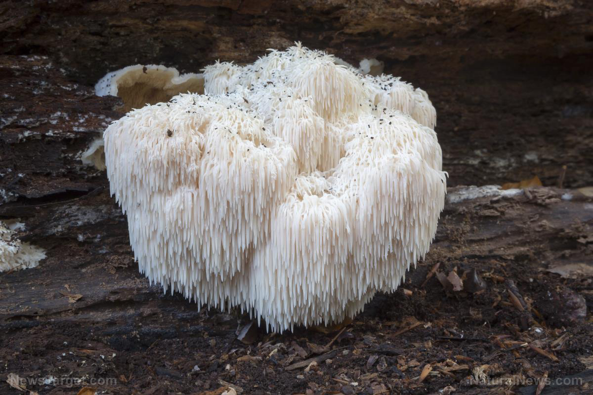Lion&amp;amp;#226;&amp;amp;#128;&amp;amp;#153;s mane mushroom: The superfood that supports overall health