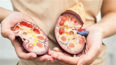 Women with Kidney Disease Are Undertreated and Left Behind by Decades of Male-Dominated Research