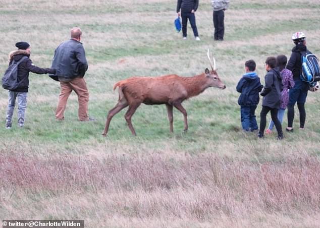 Another image from the same day shows three young children, accompanied by an adult, standing very close to one of the animals