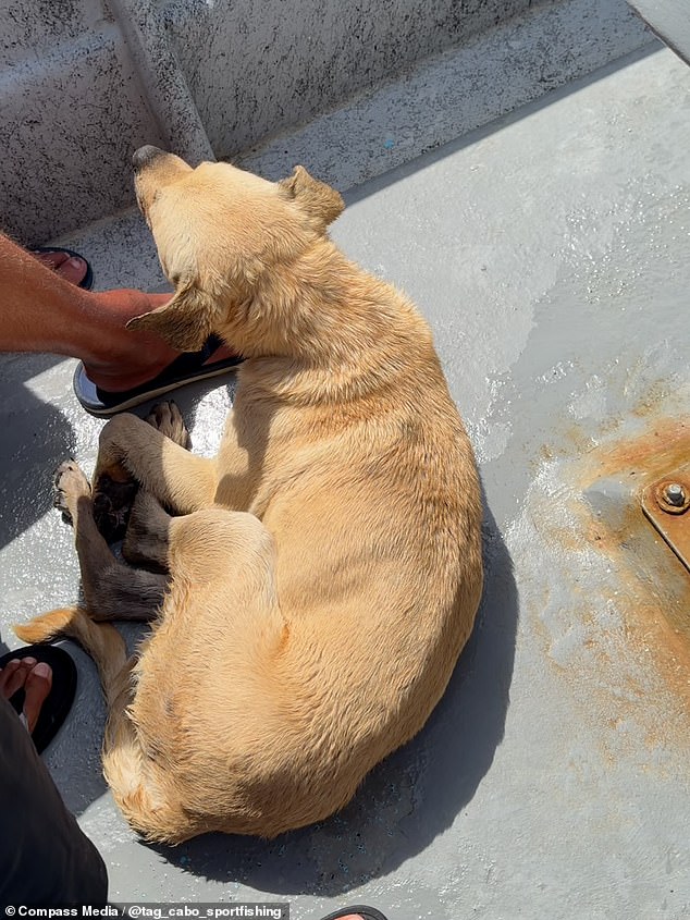 The men were travelling in the early morning near Cedros Island, Baja California , off the coast of Mexico when they became stunned at the unusual discovery