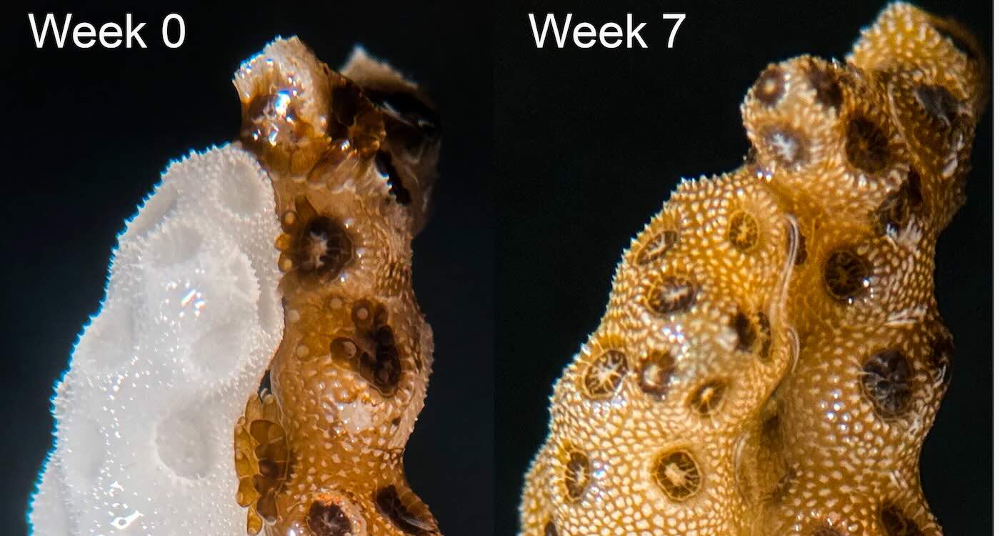 Coral Bleaching Reversed at Record Speed Using New Stanford Method: ‘Not a Lost Cause, at All’