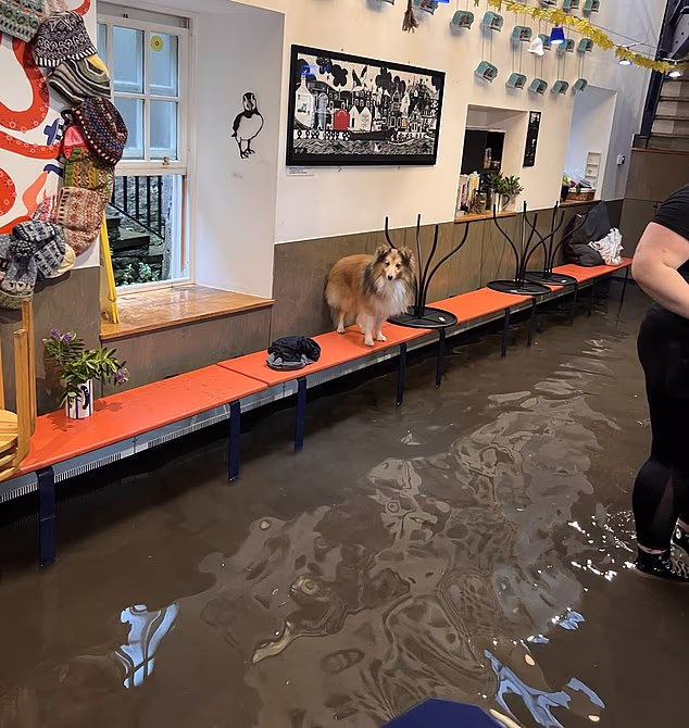This dog kept its paws dry after flooding struck Shetland on Thursday evening