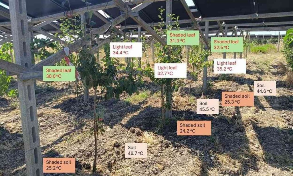 Vines Produce Bigger, Healthier Wine Grapes When Grown Under Solar Panels