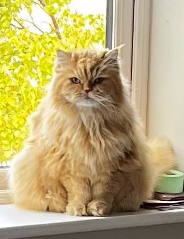 Felix's family are among many who are distraught at the manner of their pets' deaths