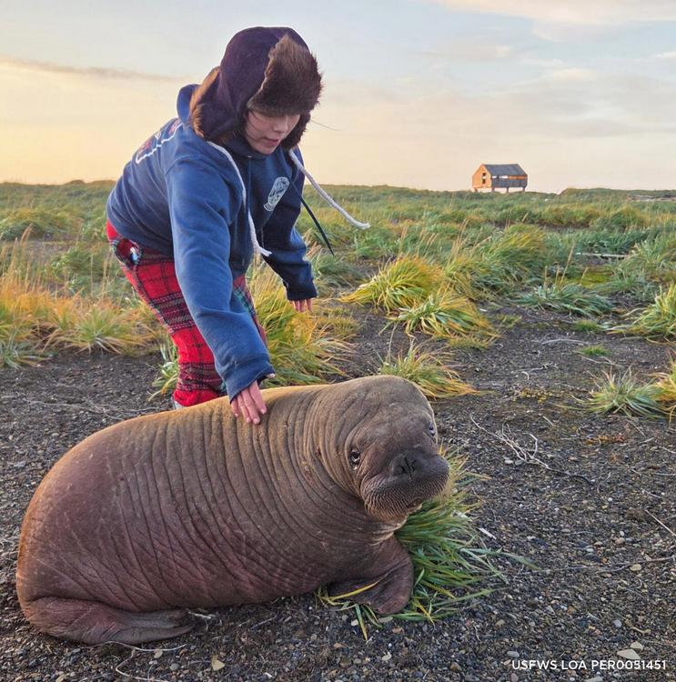 Rescuers Ensure Orphaned Baby Walrus Gets a Second Chance (LOOK)