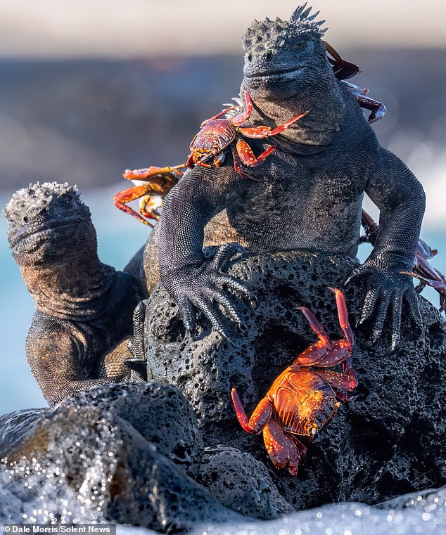 In another shot, three Sally Lightfoot Crabs can be seen crawling up onto a Marine Iguana