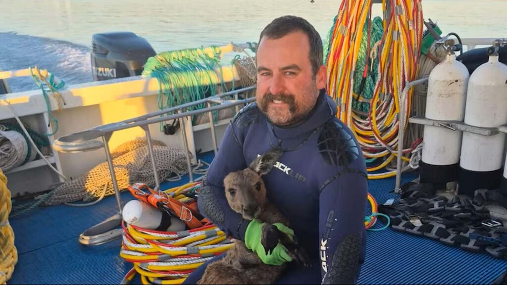 Bizarre Rescue Sees Divers Save Kangaroo That Found Itself Over a Mile from Dry Land