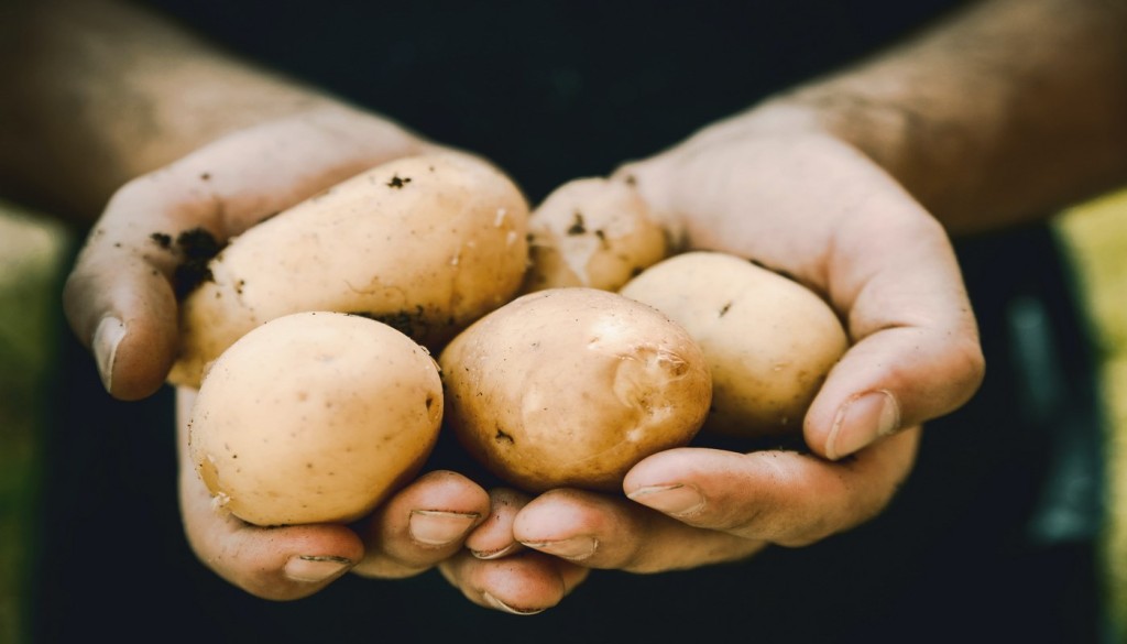 Best Spud Harvest in a Decade Clears the Gloom of Crops Failing from Scorching Summer
