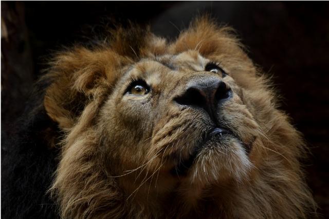 The Jungle Devours Europe