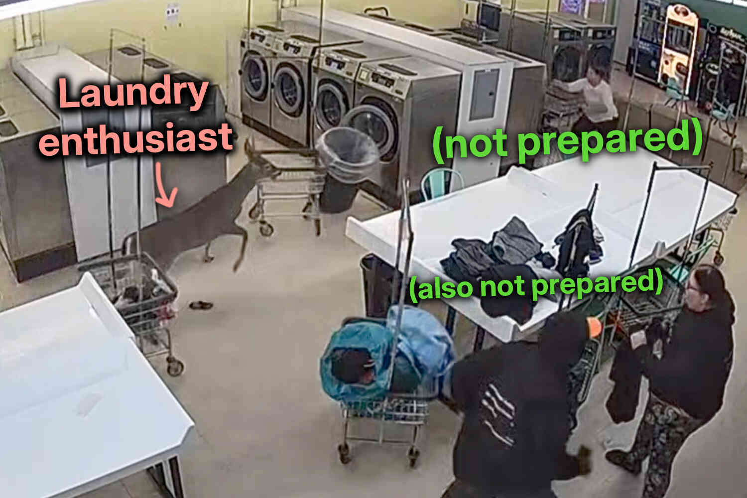 Thumbnail for Young buck rampages through laundromat after taking out customer in the parking lot