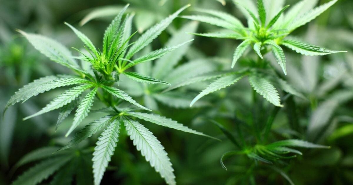Trump DOJ Opens Federal Door For 900+ Medical Marijuana Dispensaries — But Draws A Hard Line