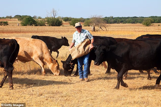 Ranchers in deep-red Oklahoma say they have been let down by President Trump after he undercut their farms by lowering tariffs on importing beef from South America