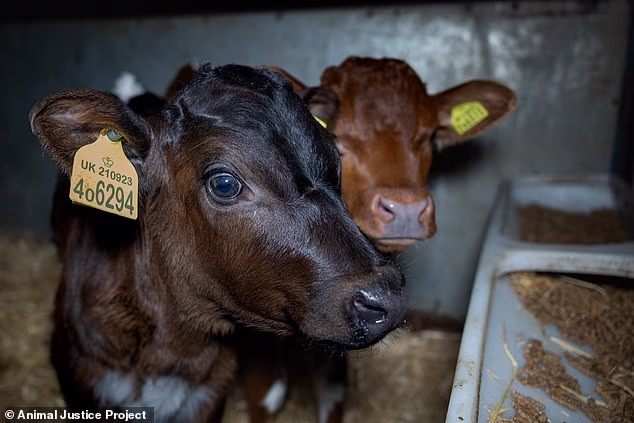 Calves will often be separated from their mothers within hours of being born ¿ however, this is permitted under current rules