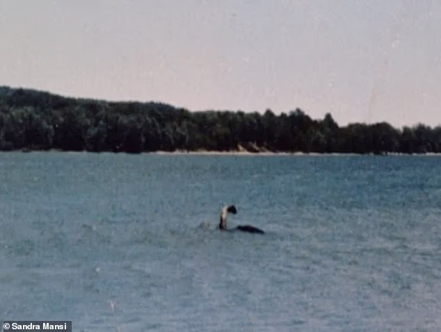 Susan Sisti said the strange creature was gliding at the speed of a small motor boat