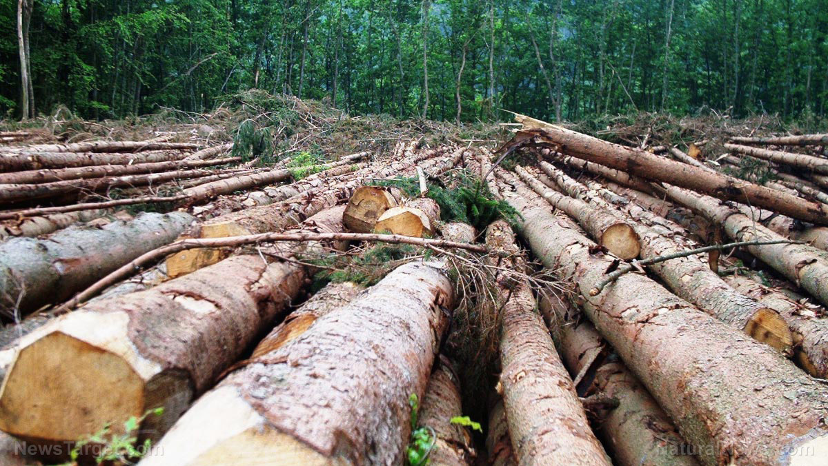 Finland launches criminal probe into Google&amp;amp;#8217;s forest clearing for data center