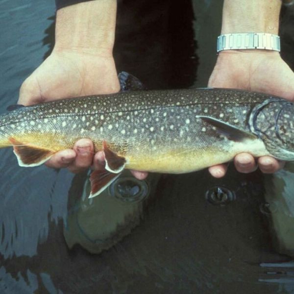 After 50 Years, Trout Population Is Restored to Historic Numbers in One of the Largest Lakes in US