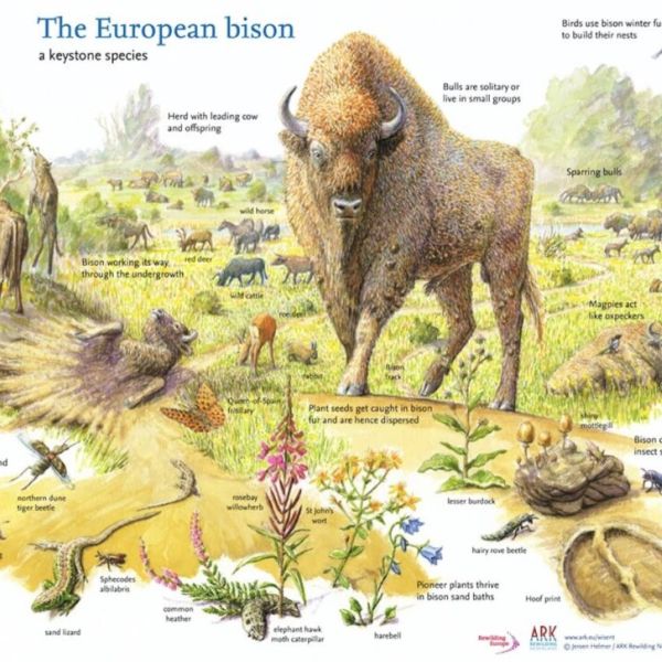 Herd of Bison Reintroduced in Europe Are Climate Heroes–Helping Store CO2 Equal to 43,000 Cars