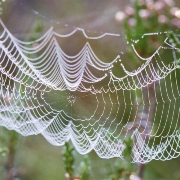 Spiders Use Their Webs as Giant Microphones to Hear What’s Going on Around Them, Says New Research
